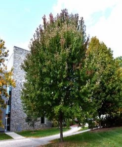 Garden Goods Direct Brandywine Red Maple Trees