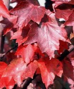 Garden Goods Direct Brandywine Red Maple Trees