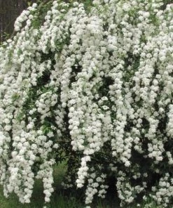 Garden Goods Direct Bridal Wreath Spirea Shrubs 8 Garden Goods Direct Bridal Wreath Spirea Shrubs