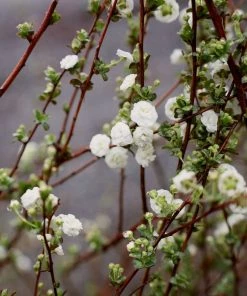 Garden Goods Direct Bridal Wreath Spirea Shrubs