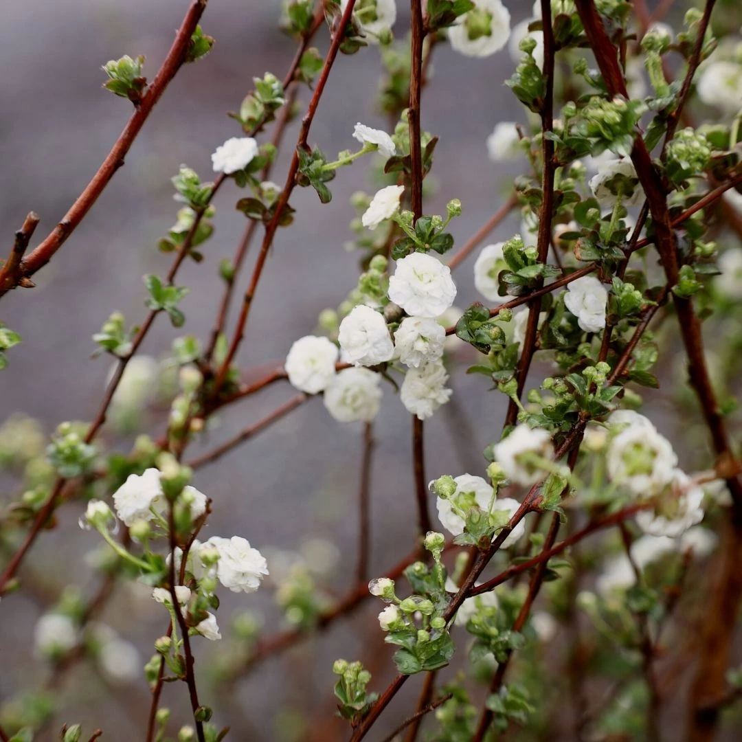 Garden Goods Direct Bridal Wreath Spirea Shrubs 2 Garden Goods Direct Bridal Wreath Spirea Shrubs