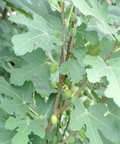 Garden Goods Direct Brown Turkey Fig Tree