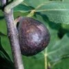 Garden Goods Direct Brown Turkey Fig Tree