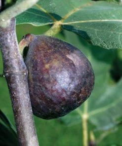Garden Goods Direct Brown Turkey Fig Tree