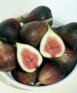 Garden Goods Direct Brown Turkey Fig Tree