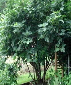 Garden Goods Direct Brown Turkey Fig Tree