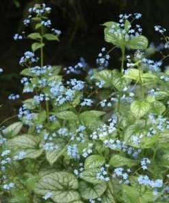 Garden Goods Direct Brunnera Jack Frost