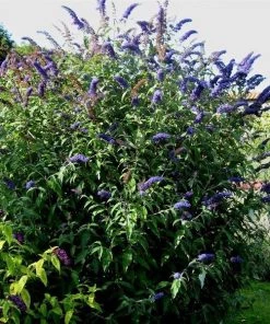 Garden Goods Direct Shrubs Black Knight Butterfly Bush