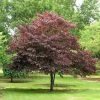 Garden Goods Direct Burgundy Hearts Redbud
