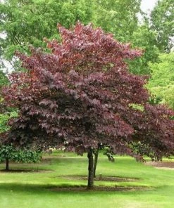 Garden Goods Direct Burgundy Hearts Redbud