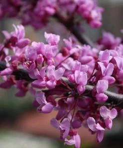 Garden Goods Direct Burgundy Hearts Redbud
