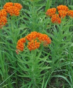 Garden Goods Direct Butterfly Weed Perennials