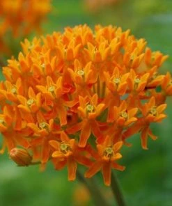 Garden Goods Direct Butterfly Weed Perennials