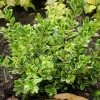 Garden Goods Direct Golden Dream Boxwood