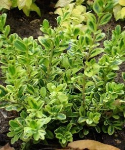 Garden Goods Direct Golden Dream Boxwood