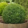 Garden Goods Direct Shrubs American Boxwood