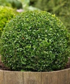 Garden Goods Direct Shrubs American Boxwood