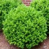 Garden Goods Direct Winter Gem Boxwood