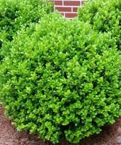 Garden Goods Direct Winter Gem Boxwood