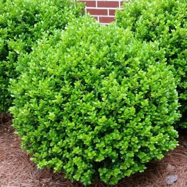 Garden Goods Direct Winter Gem Boxwood 1 Garden Goods Direct Winter Gem Boxwood