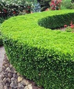 Garden Goods Direct Winter Gem Boxwood 7 Garden Goods Direct Winter Gem Boxwood