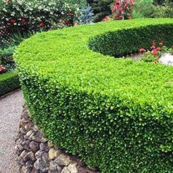 Garden Goods Direct Winter Gem Boxwood 4 Garden Goods Direct Winter Gem Boxwood