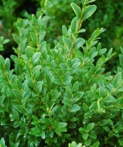 Garden Goods Direct Dwarf English Boxwood Shrubs