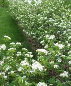 Garden Goods Direct Shrubs Aronia Autumn Magic