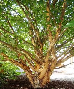 Garden Goods Direct Dwarf River Birch Little King Trees 5 Garden Goods Direct Dwarf River Birch Little King Trees