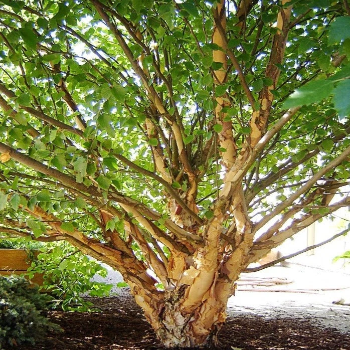 Garden Goods Direct Dwarf River Birch Little King Trees 3 Garden Goods Direct Dwarf River Birch Little King Trees