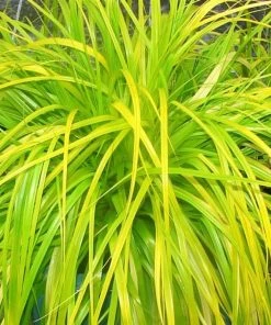 Garden Goods Direct Carex Everillo Perennials 7 Garden Goods Direct Carex Everillo Perennials
