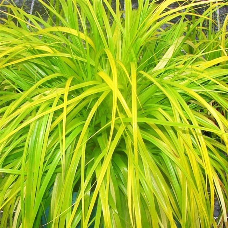 Garden Goods Direct Carex Everillo Perennials 4 Garden Goods Direct Carex Everillo Perennials