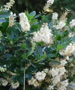 Garden Goods Direct Shrubs Clethra Hummingbird