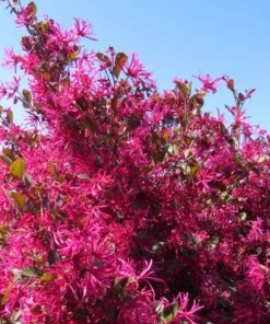 Garden Goods Direct Shrubs First Edition® Crimson Fire™ Loropetalum