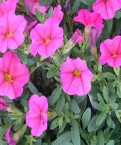 Garden Goods Direct Annuals Hot Pink Calibrachoa