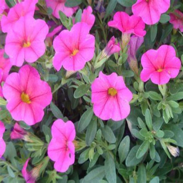 Garden Goods Direct Annuals Hot Pink Calibrachoa 2 Garden Goods Direct Annuals Hot Pink Calibrachoa