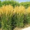 Garden Goods Direct Karl Foerster Feather Reed Grass Perennials