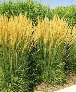 Garden Goods Direct Karl Foerster Feather Reed Grass Perennials