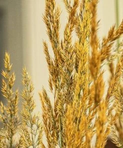 Garden Goods Direct Karl Foerster Feather Reed Grass Perennials