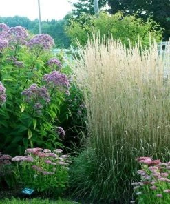 Garden Goods Direct Karl Foerster Feather Reed Grass Perennials