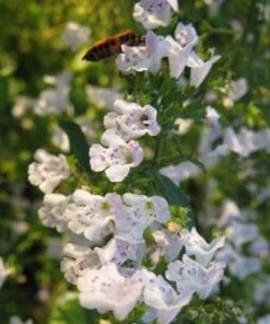 Garden Goods Direct Calamintha Nepeta Perennials