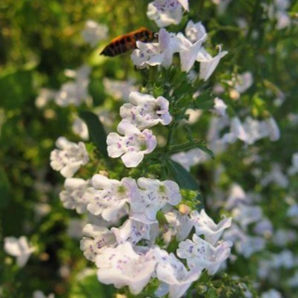 Garden Goods Direct Calamintha Nepeta Perennials 2 Garden Goods Direct Calamintha Nepeta Perennials