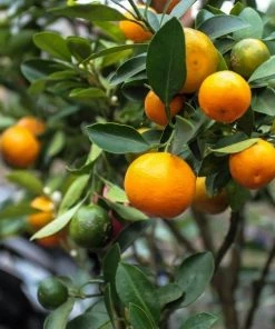 Garden Goods Direct Calamondin Orange Tree Trees 9 Garden Goods Direct Calamondin Orange Tree Trees