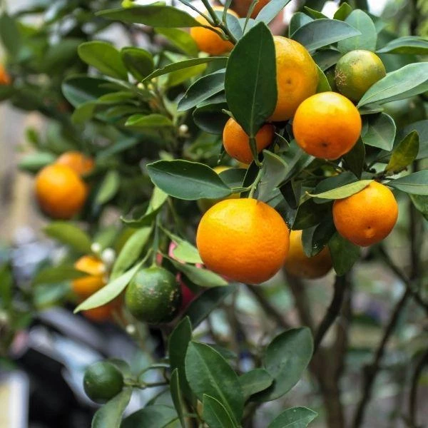 Garden Goods Direct Calamondin Orange Tree Trees 5 Garden Goods Direct Calamondin Orange Tree Trees