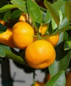 Garden Goods Direct Calamondin Orange Tree Trees