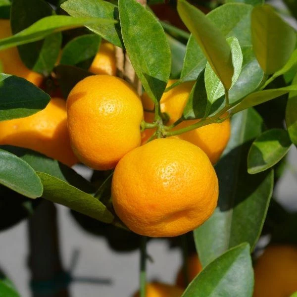 Garden Goods Direct Calamondin Orange Tree Trees 2 Garden Goods Direct Calamondin Orange Tree Trees