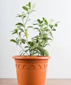 Garden Goods Direct Calamondin Orange Tree Trees 8 Garden Goods Direct Calamondin Orange Tree Trees