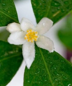 Garden Goods Direct Calamondin Orange Tree Trees 7 Garden Goods Direct Calamondin Orange Tree Trees