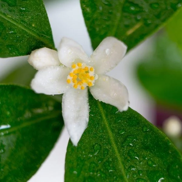 Garden Goods Direct Calamondin Orange Tree Trees 3 Garden Goods Direct Calamondin Orange Tree Trees