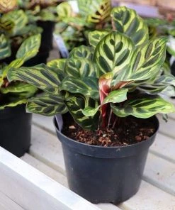Garden Goods Direct House Plants Calathea Makoyana